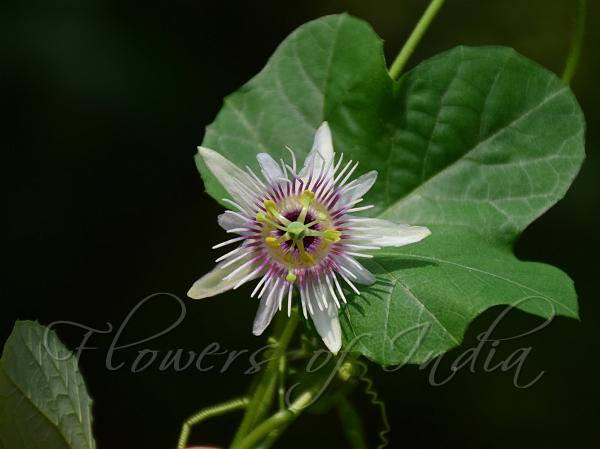 Woodland Passion Flower